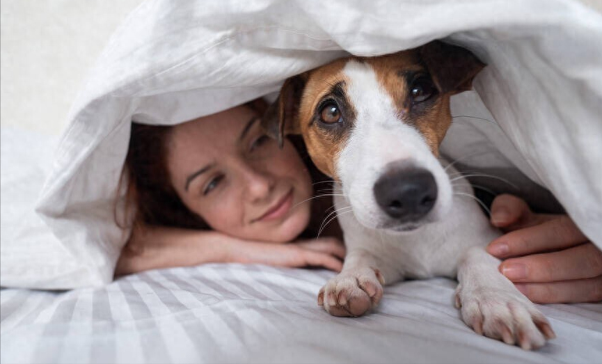 杰克罗素梗多少钱一只（附：杰克罗素梗基本信息）