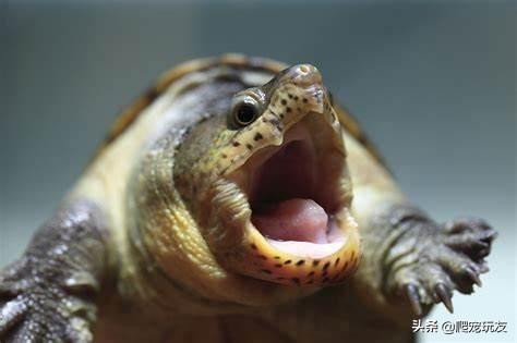 窄桥龟好养吗（详解：窄桥蛋龟饲养方法）