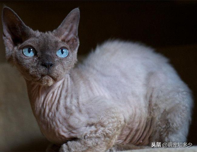 柯尼斯卷毛猫资料（塞尔凯克卷毛猫来源）