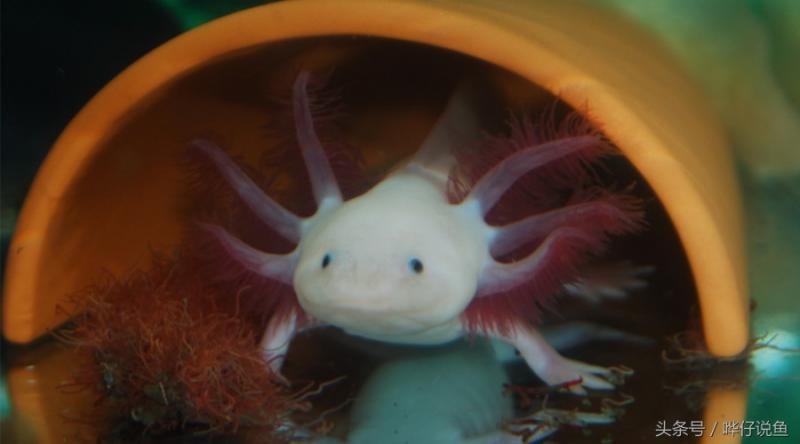 蝾螈六角龙（你知道蝾螈是几级保护动物吗）