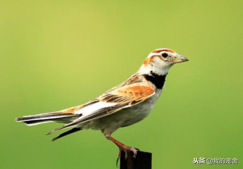 推荐10种好养的宠物鸟及排名（宠物鸟种类有哪些）