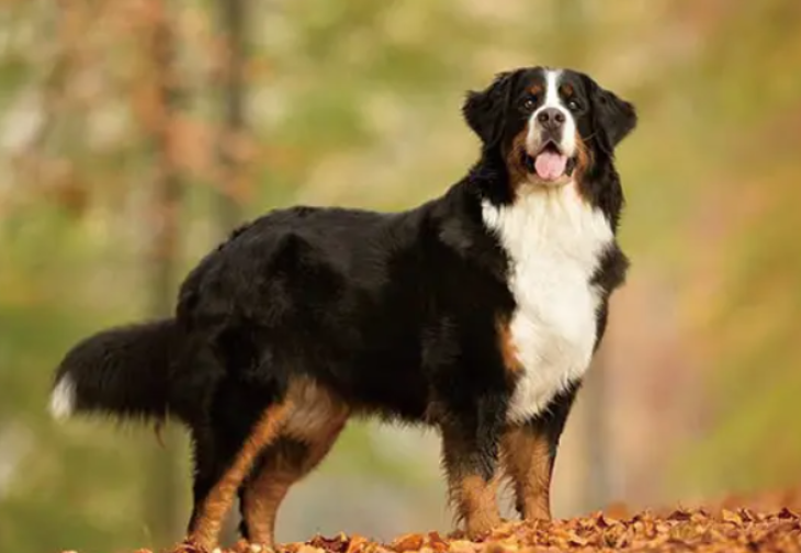 伯恩山犬的优点和缺点介绍（大型狗伯恩山犬喂养方式）