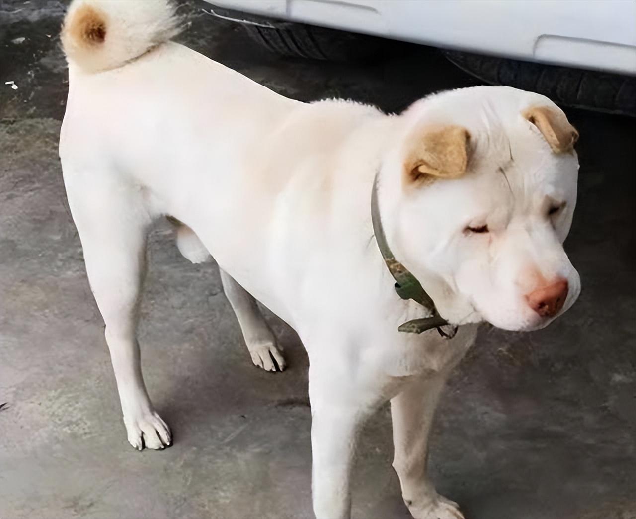 大头狗是什么品种及图片（潮汕大头犬）