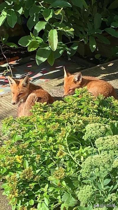 养狐狸当宠物可行？（狐狸好养吗）