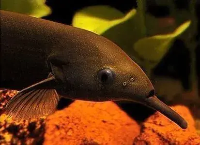 什么鱼能与象鼻鱼混养（附：象鼻鱼饲养方法）