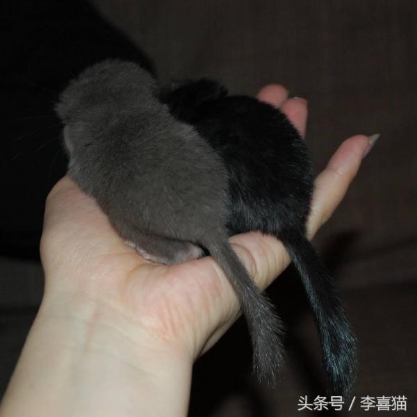 龙猫宠物图片（宠物店龙猫价格）