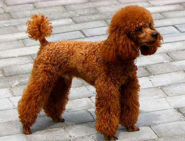 卷毛贵宾犬活泼吗（最旺财的贵宾犬颜色讲解）