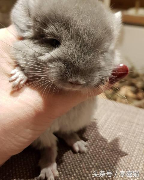 龙猫宠物图片（宠物店龙猫价格）