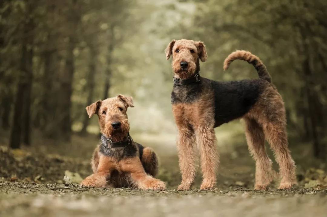 梗犬种类大全（十大梗犬排行榜）
