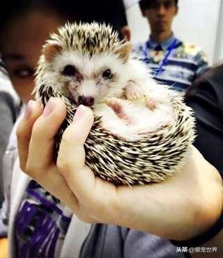 迷你刺猬好养吗，会不会咬人呢（详解：养迷你刺猬要注意的事项）