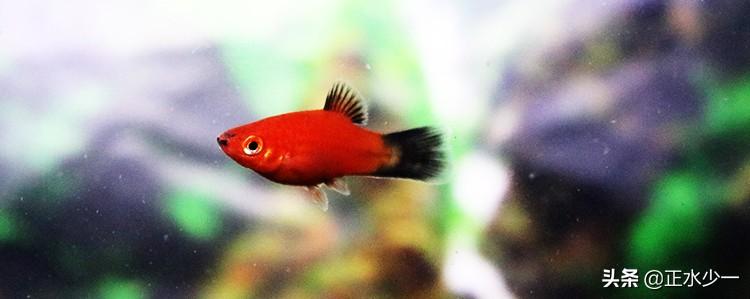 适合新手懒人养的鱼推荐（观赏鱼怎么养）