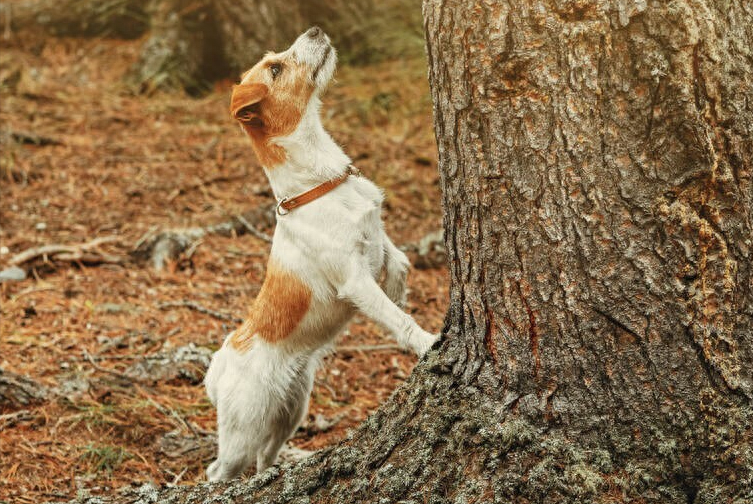 杰克罗素梗多少钱一只（附：杰克罗素梗基本信息）