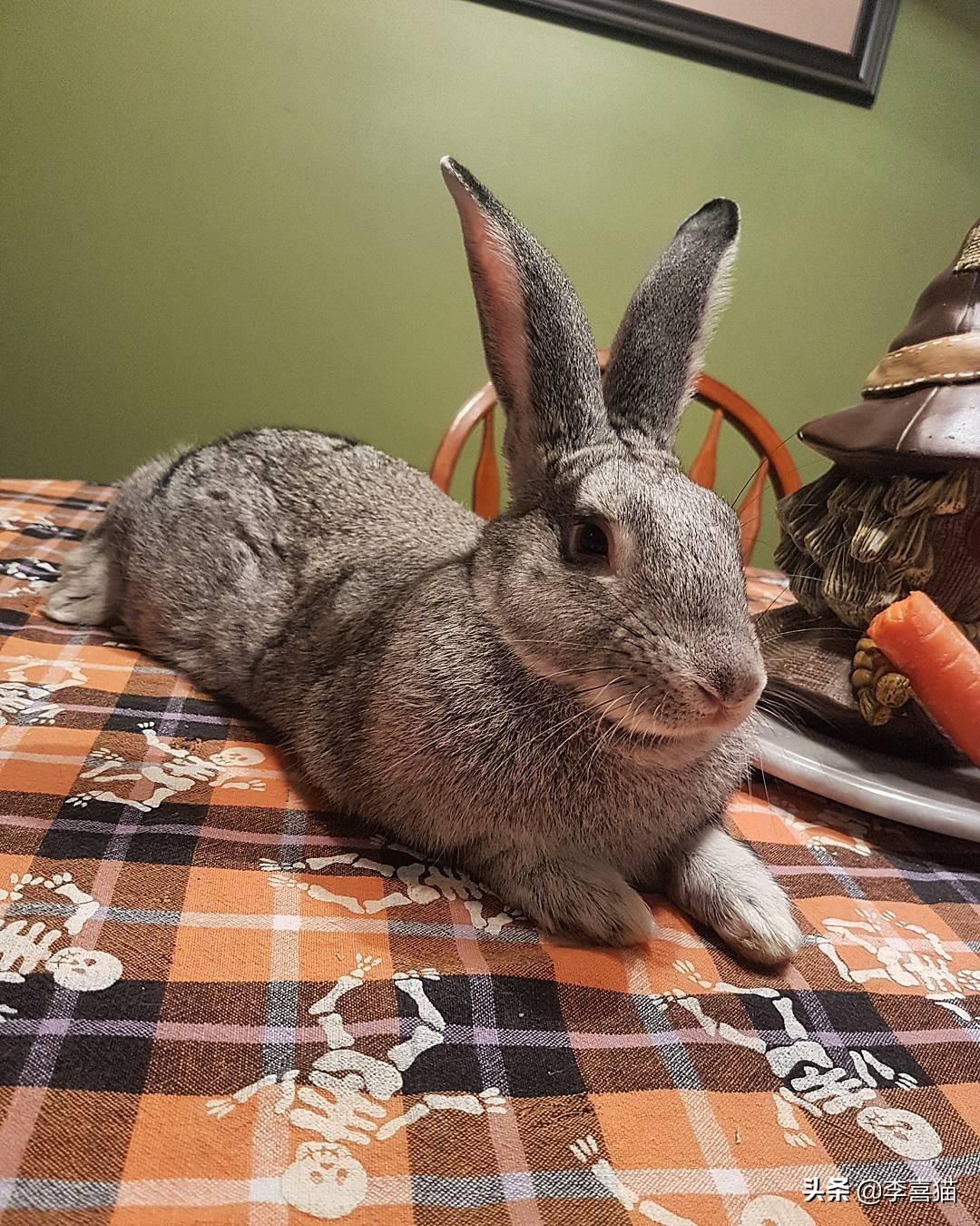 巨型花明兔难养吗（详解养巨型花明兔技巧）