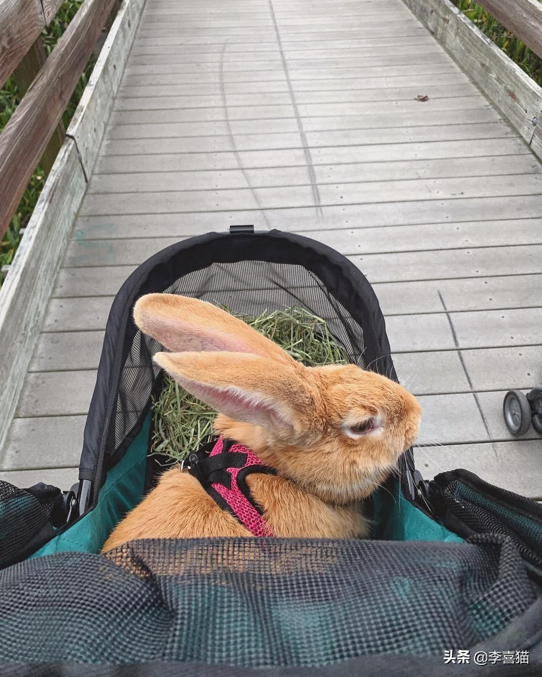 巨型花明兔难养吗（详解养巨型花明兔技巧）