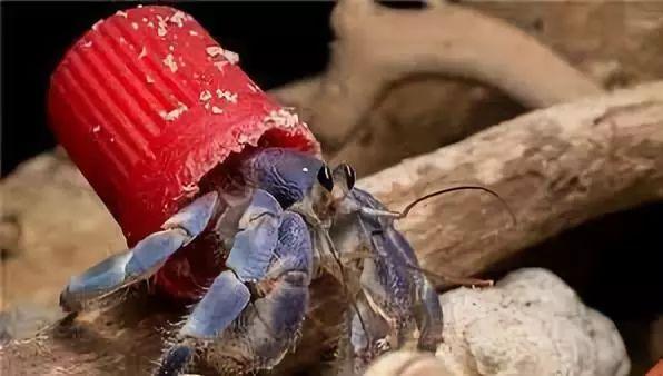 寄居蟹怎么养多久换一次壳（普通寄居蟹图片）