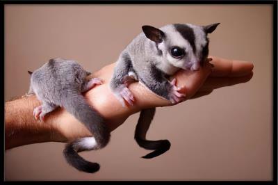 中国允许养的特殊宠物（中国允许养的十种稀有宠物）