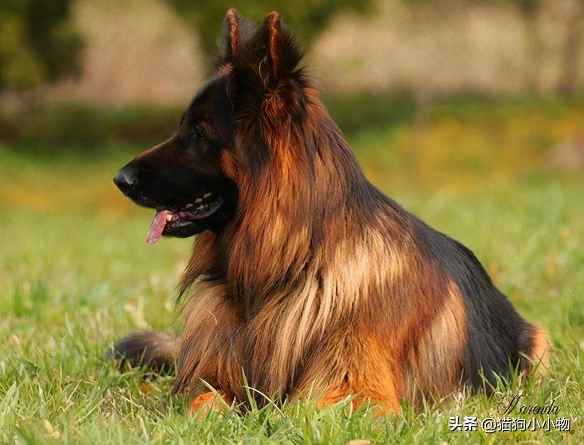 长毛德牧和短毛德牧区别及图片（德牧德牧怎么训练及饲养要点）