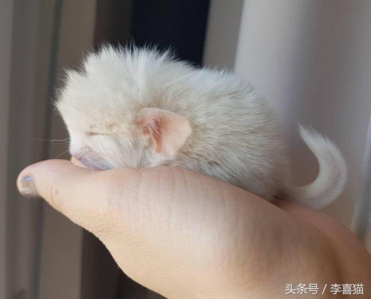 龙猫宠物图片（宠物店龙猫价格）