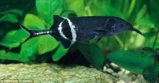 什么鱼能与象鼻鱼混养（附：象鼻鱼饲养方法）