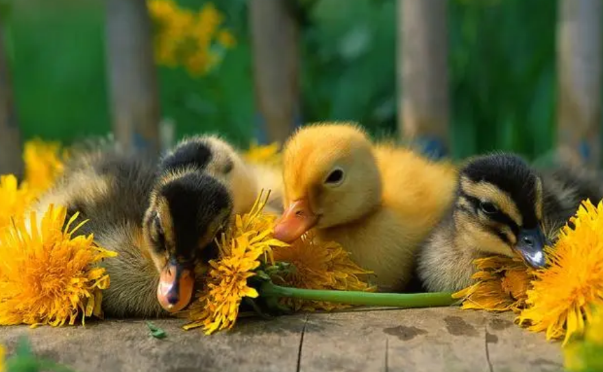 养小鸭子如何减少疾病的产生