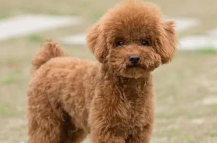 泰迪犬的优缺点有哪些