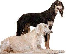 萨路基犬有多大(你知道萨路基犬在国内是禁养吗)