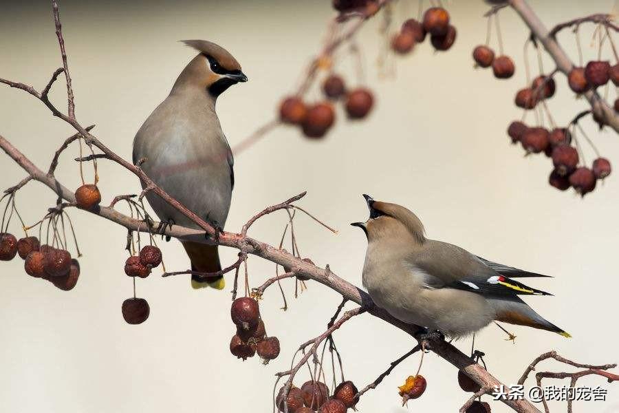 推荐10种好养的宠物鸟及排名（宠物鸟种类有哪些）