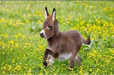 中国允许养的特殊宠物（中国允许养的十种稀有宠物）