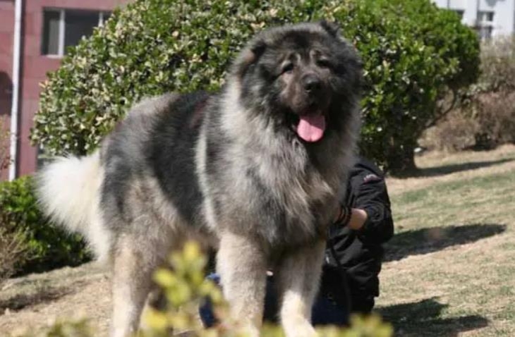 高加索犬的优点和缺点