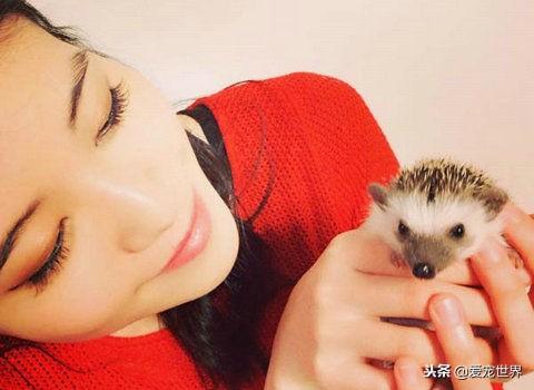 迷你刺猬好养吗，会不会咬人呢（详解：养迷你刺猬要注意的事项）