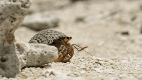 寄居蟹怎么养多久换一次壳（普通寄居蟹图片）