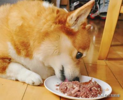 养狐狸当宠物可行？（狐狸好养吗）