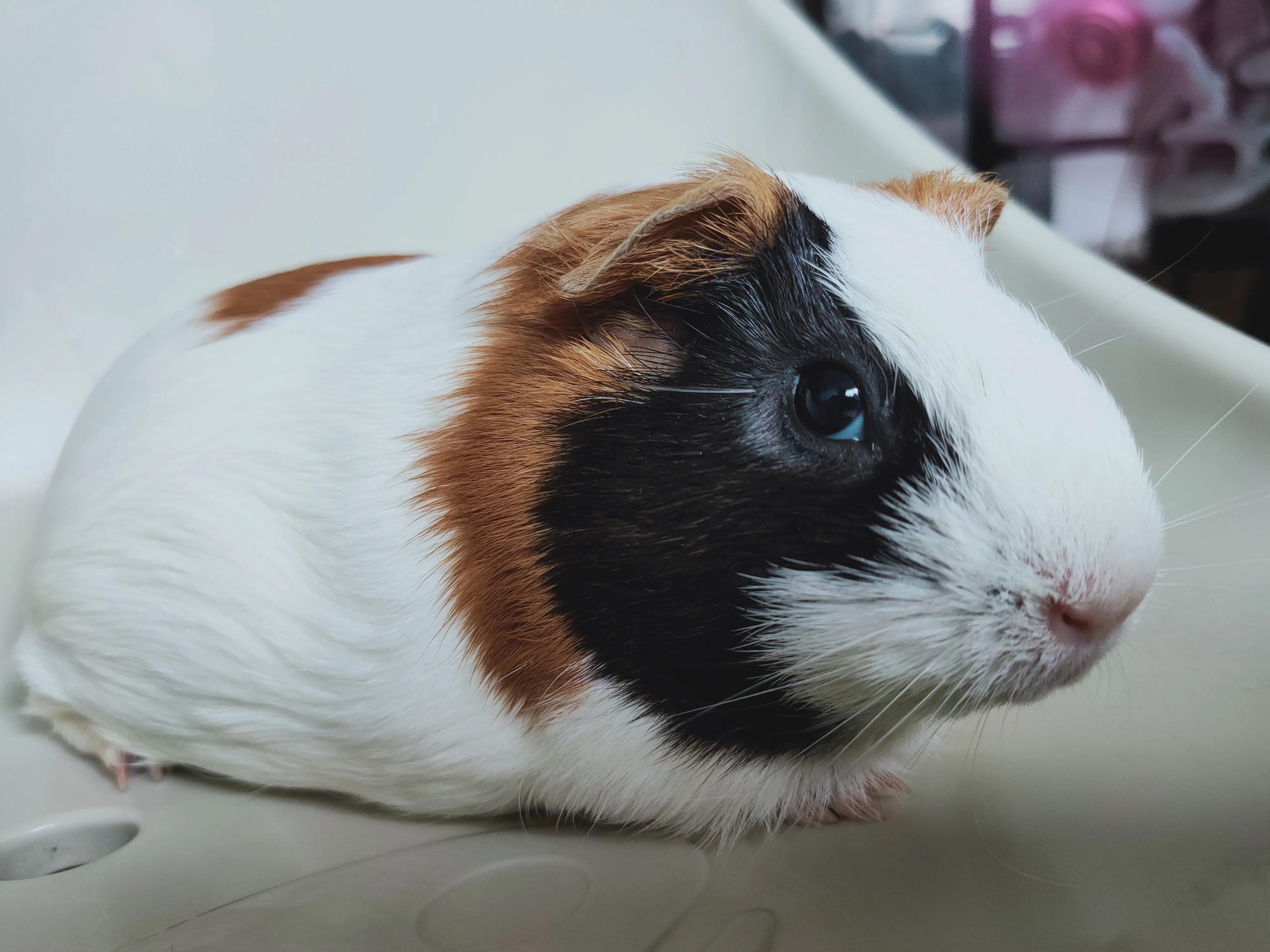 天竺鼠如何饲养