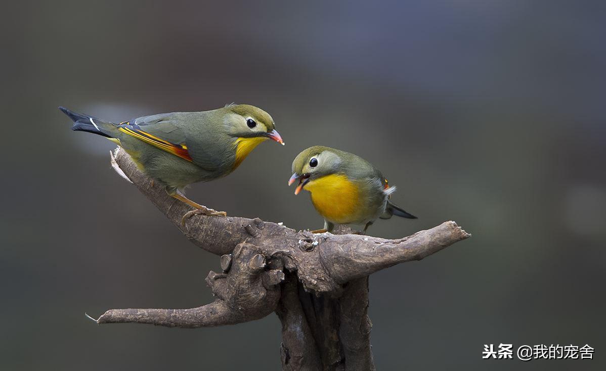 推荐10种好养的宠物鸟及排名（宠物鸟种类有哪些）