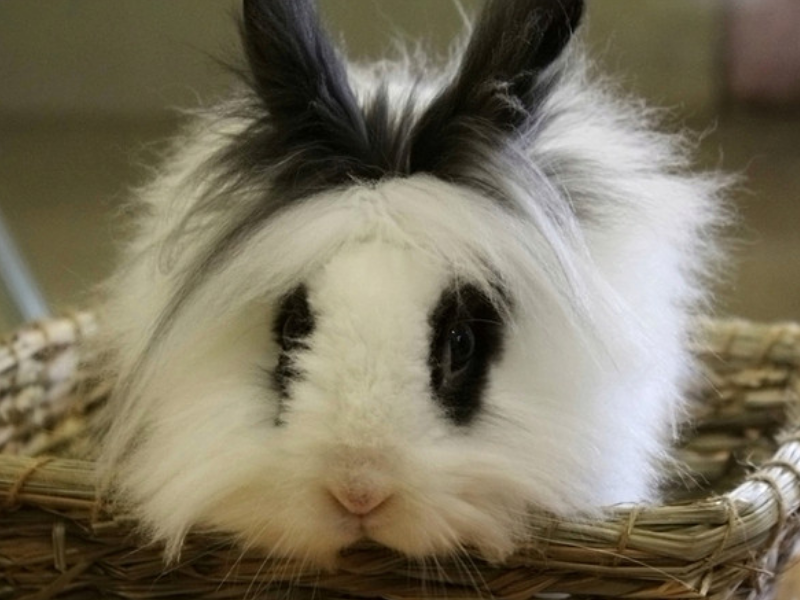 五种适合新手养的宠物兔（新手养哪种兔子比较好）