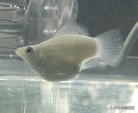 皮球鱼也称玛丽鱼(附:玛丽鱼资料大全)