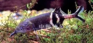 什么鱼能与象鼻鱼混养（附：象鼻鱼饲养方法）