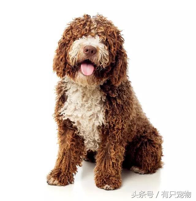 拉布拉多贵宾犬是大型犬吗（你知道拉布拉多贵宾犬多少钱一只吗）