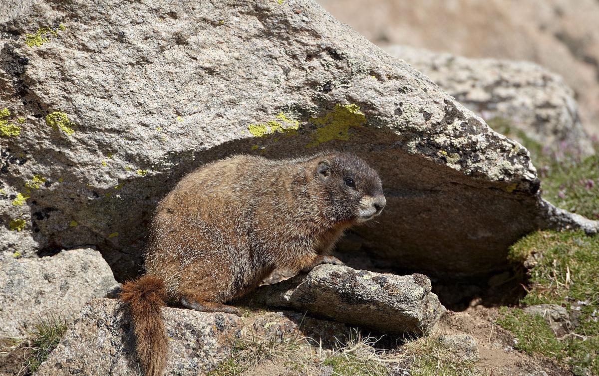 土拨鼠图片呆萌（物种百科：旱獭又称土拨鼠）