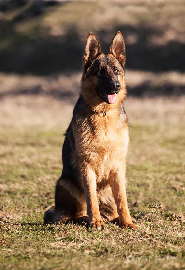 梗犬种类大全（十大梗犬排行榜）