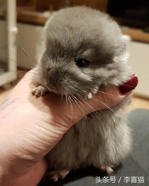 龙猫宠物图片（宠物店龙猫价格）