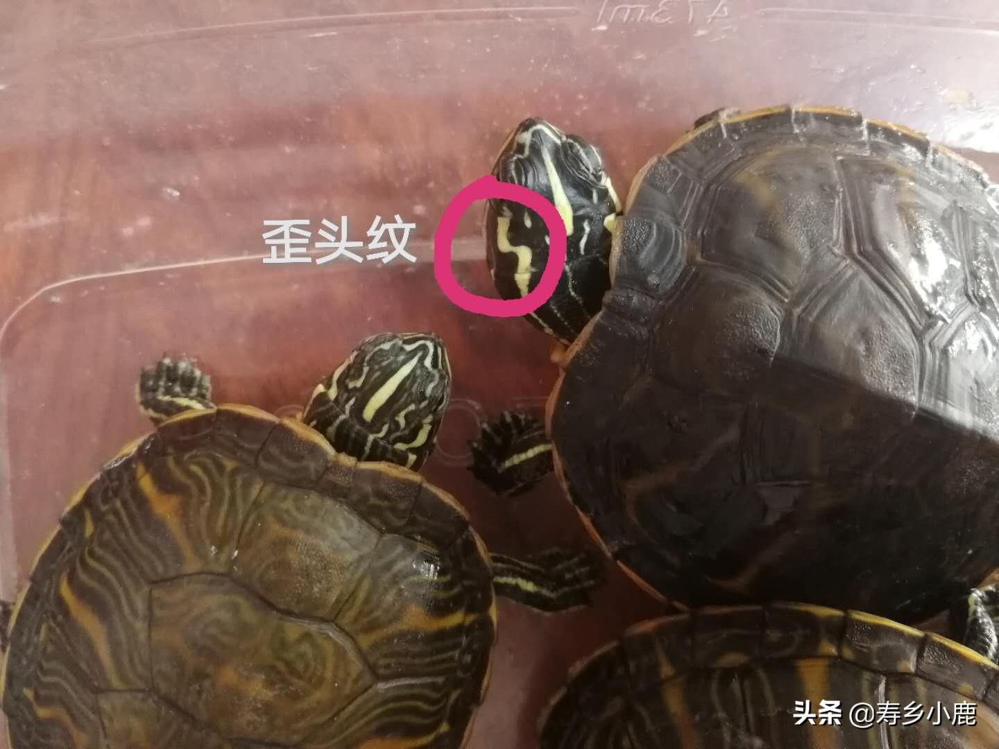 火焰龟养殖方法和注意事项（附：歪头纹火焰龟的特征资料）