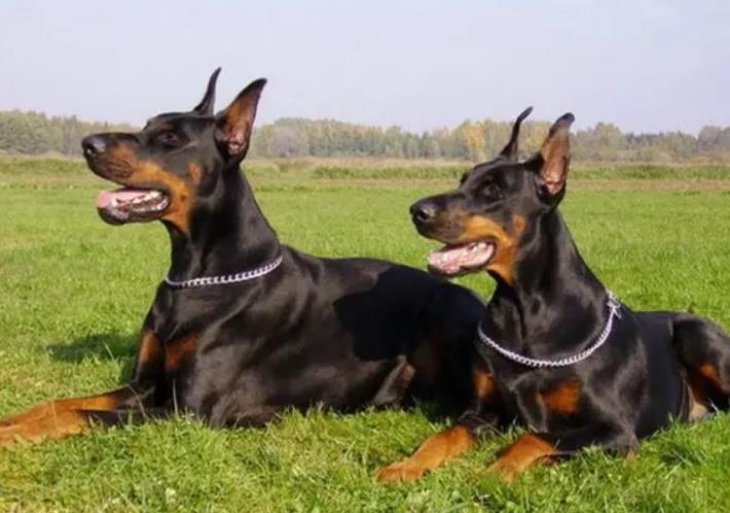 杜宾犬的优点和缺点