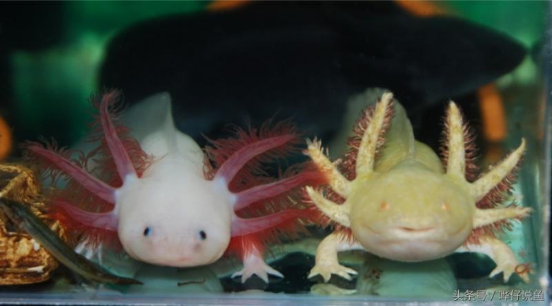 蝾螈六角龙（你知道蝾螈是几级保护动物吗）