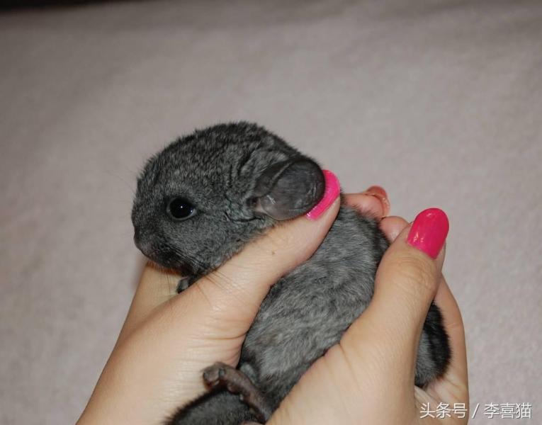 龙猫宠物图片（宠物店龙猫价格）