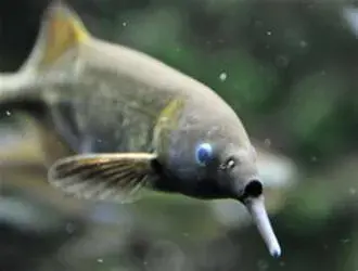 什么鱼能与象鼻鱼混养（附：象鼻鱼饲养方法）