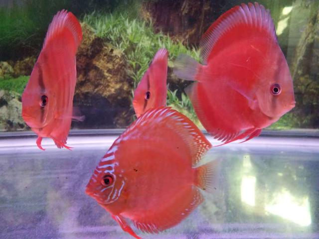 七彩鱼的养殖技巧及注意事项（附：调理养七彩鱼的水质）