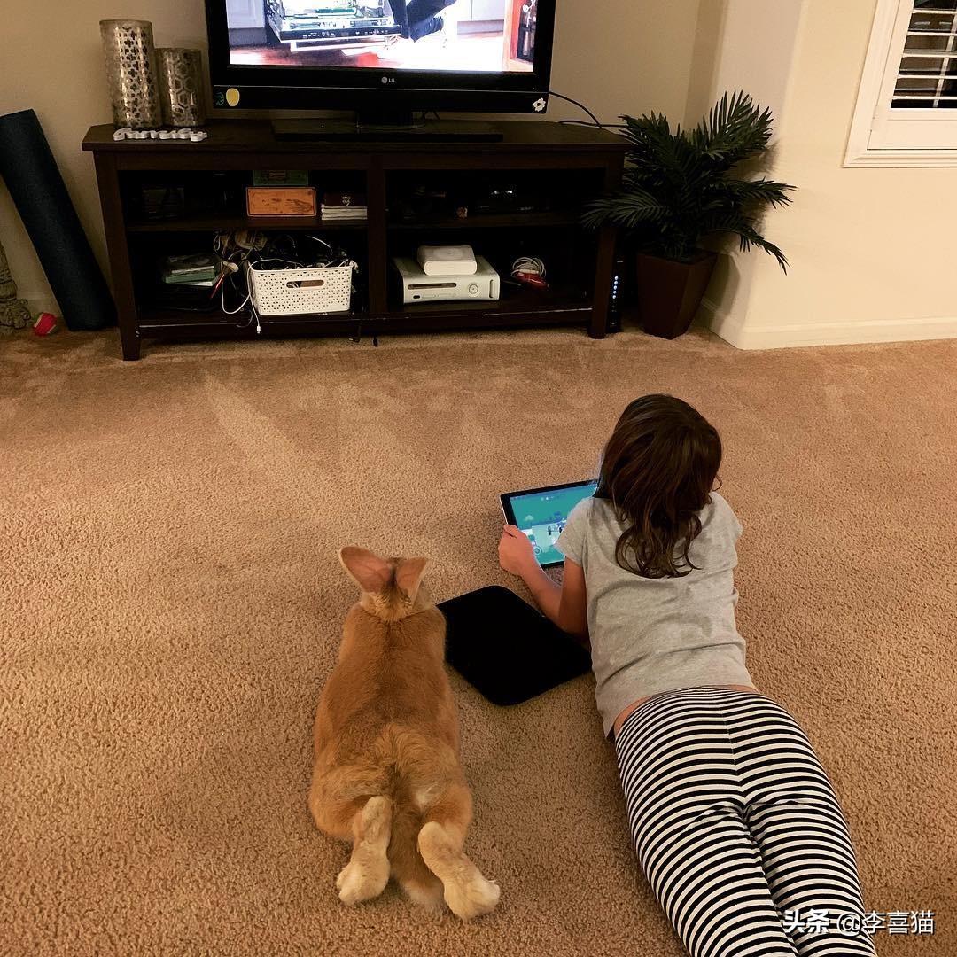 巨型花明兔难养吗（详解养巨型花明兔技巧）