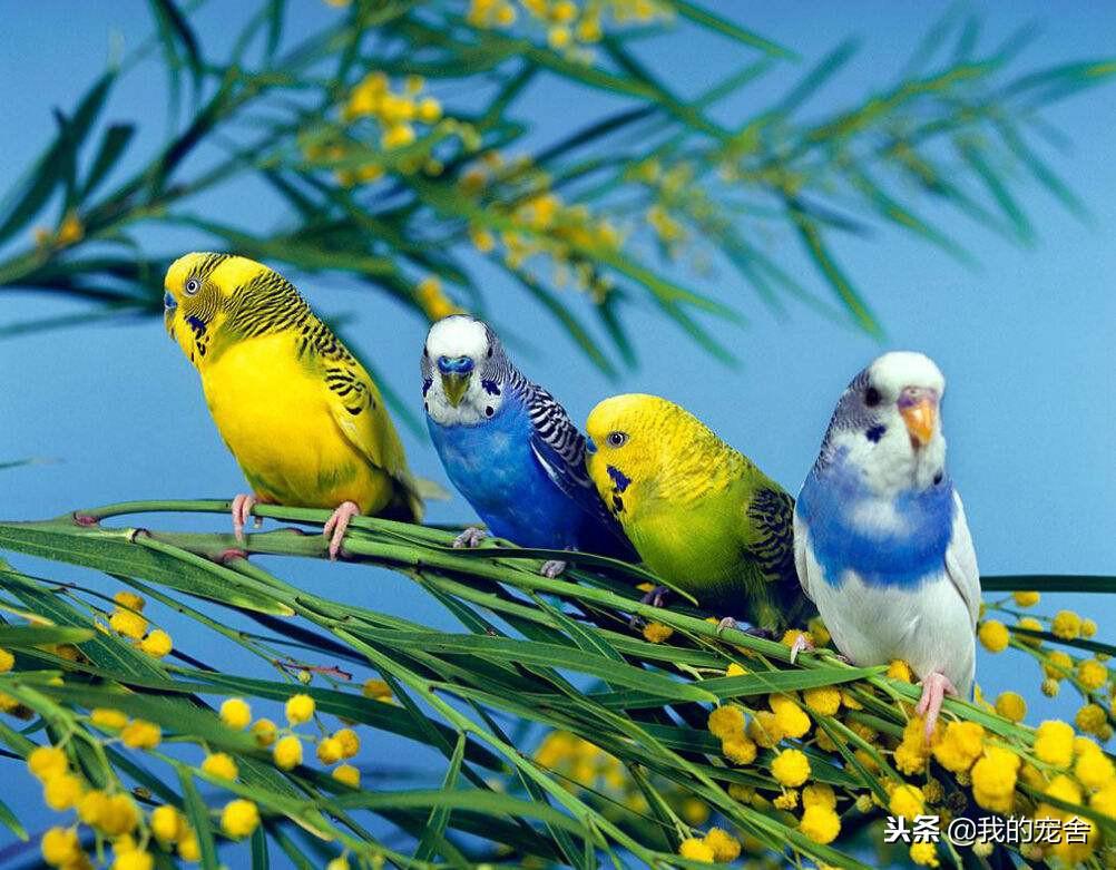推荐10种好养的宠物鸟及排名（宠物鸟种类有哪些）