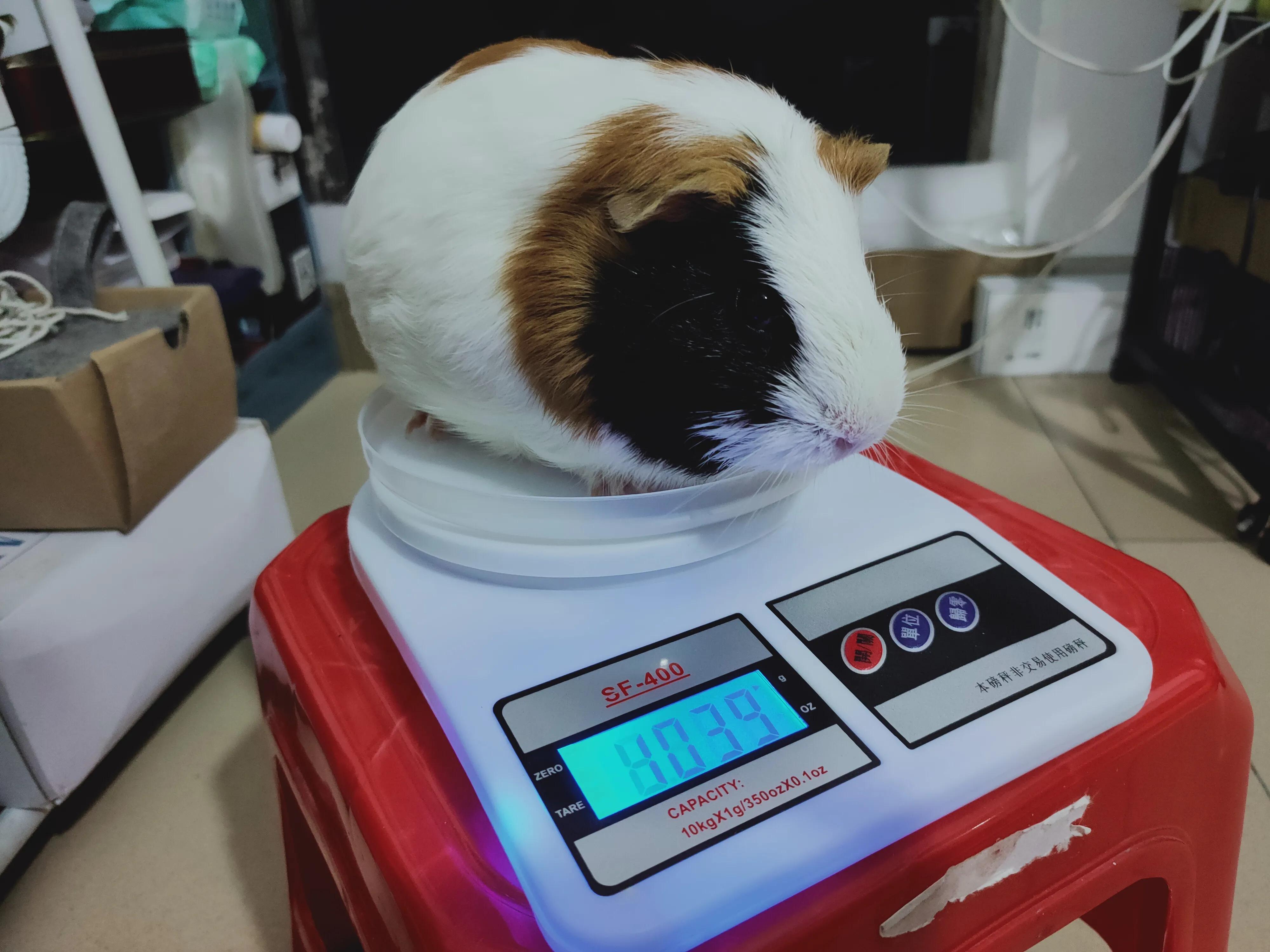 天竺鼠如何饲养（详解：养天竺鼠要注意的事项）